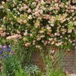 ¿Qué plantar al pie de un muro?