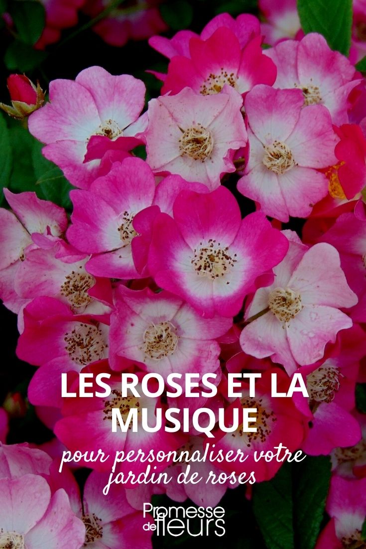 rosas de la música