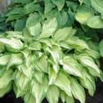 7 vivaces para cultivar en macetas en un balcón orientado al norte