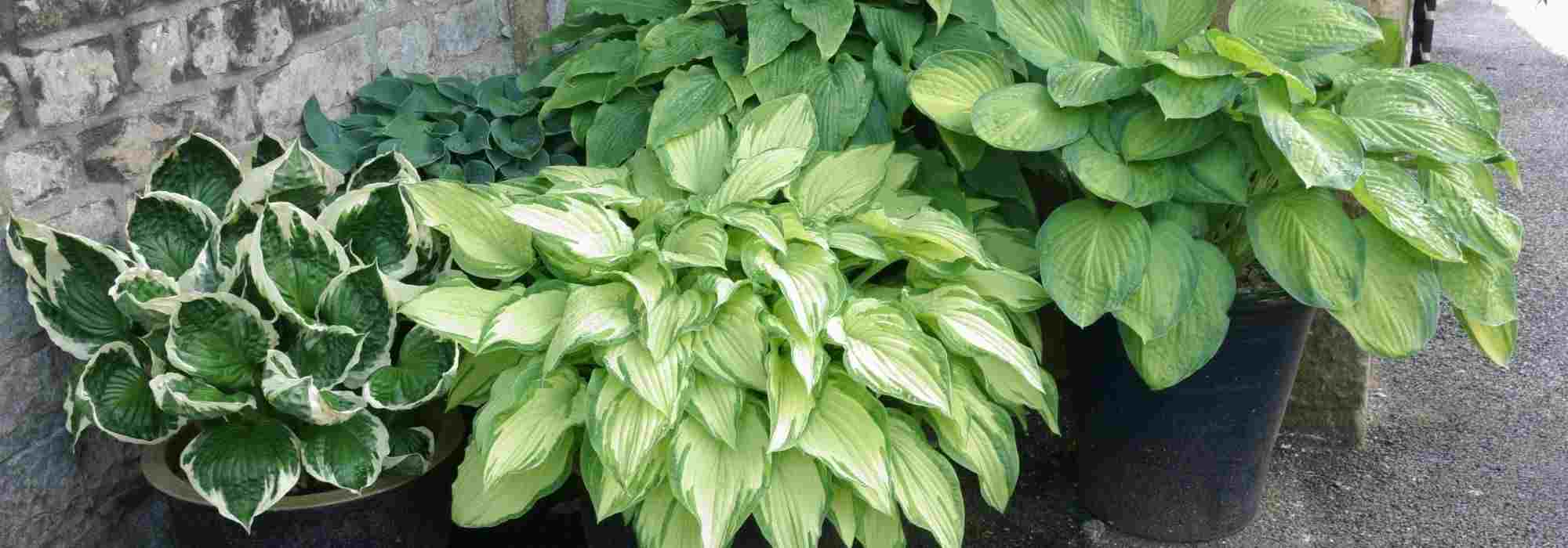 7 vivaces para cultivar en macetas en un balcón orientado al norte