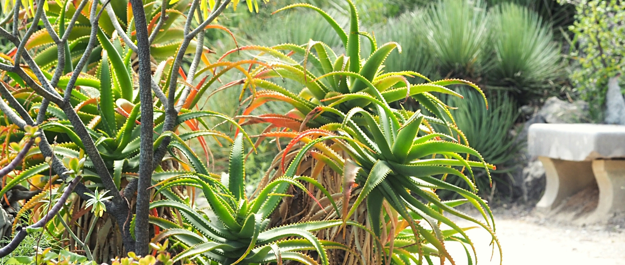 Elegir un Aloe para tu jardín