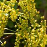 Chiastophyllum o gota de oro: plantación, cultivo