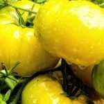 ¿Cómo crear una variedad de tomate?