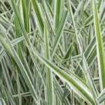 Phalaris - hierba doncella: cultivo y cuidados