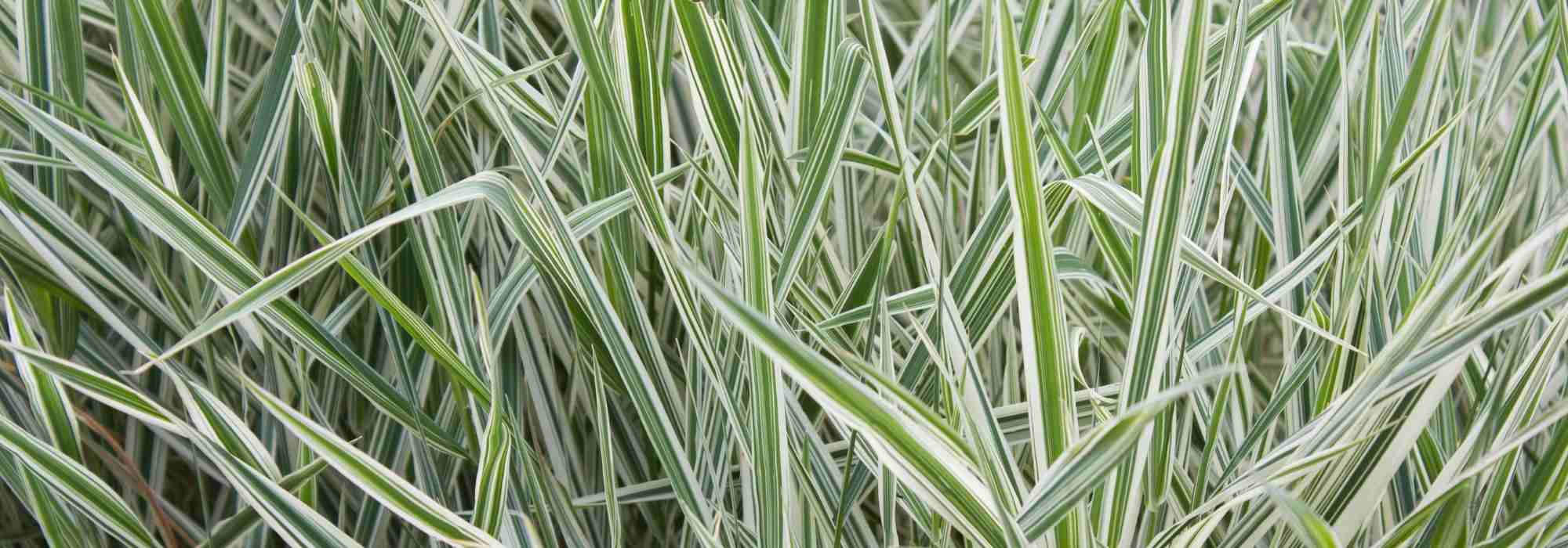 Phalaris - hierba doncella: cultivo y cuidados