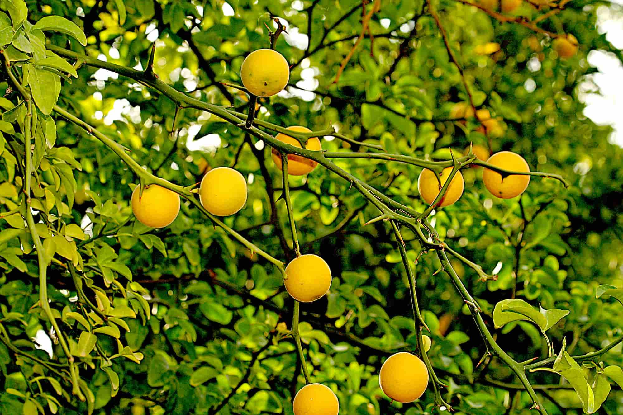 Poncirus: plantar, cuidar y recolectar los frutos