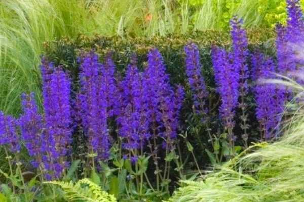 ¿Cómo hacer un esqueje de salvia de bosque?