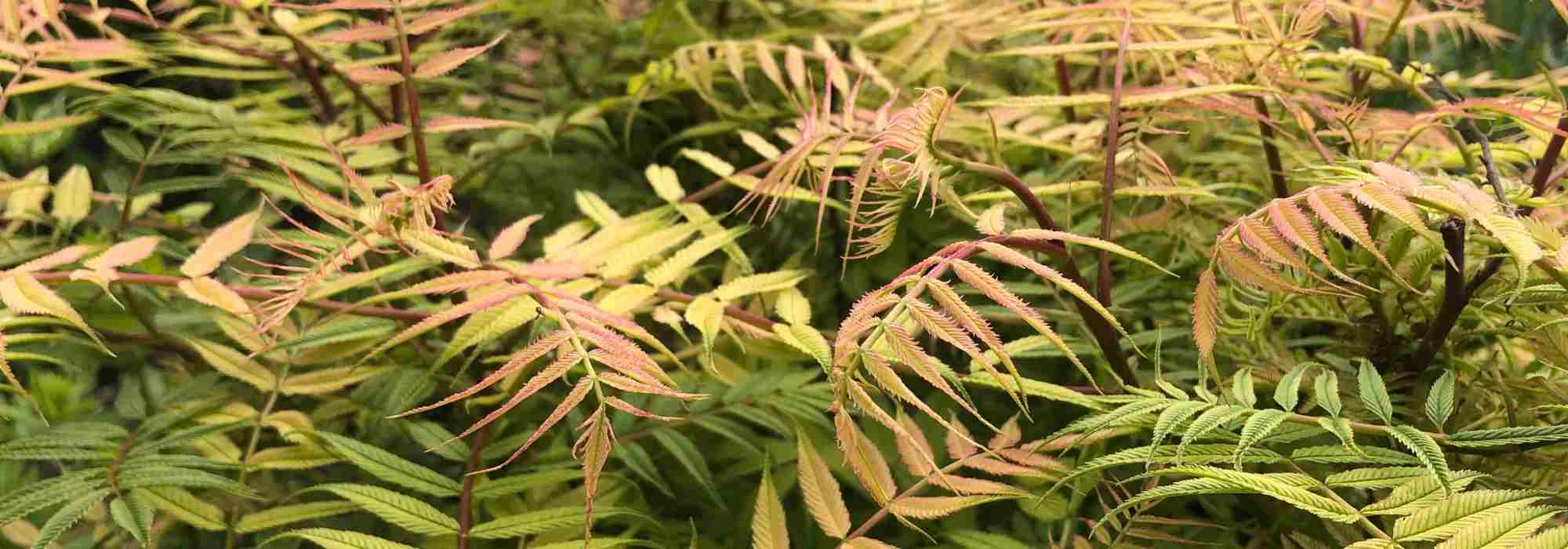 Sorbaria sorbifolia o Reina de los prados: plantar, cultivar