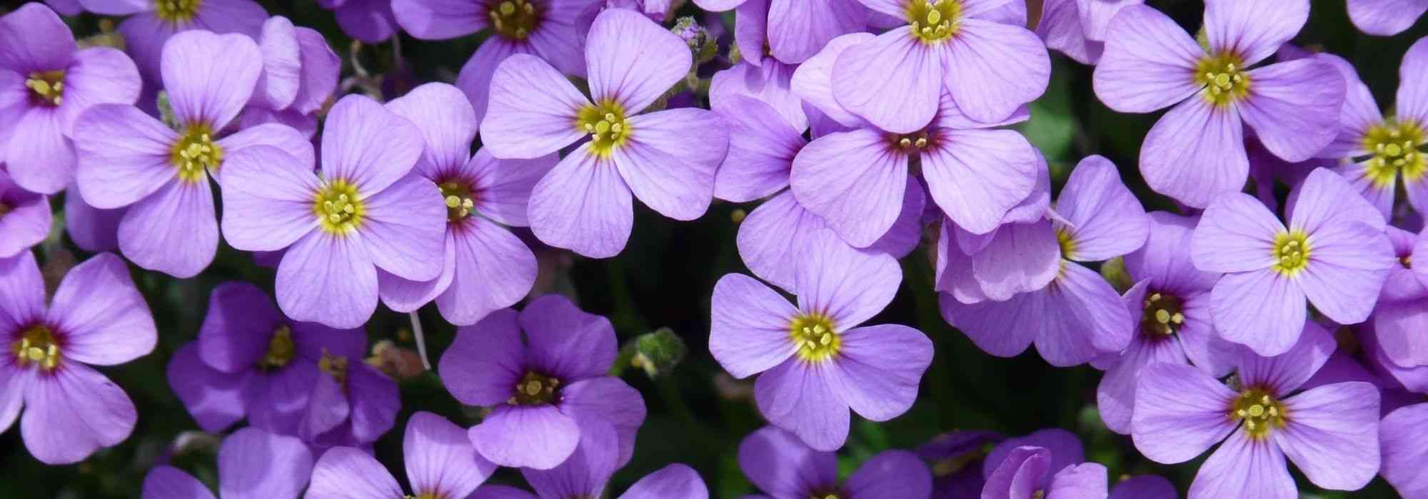 ¿Cómo cultivar Aubriete en macetas?