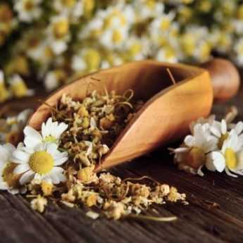 ¿Cómo secar las flores de manzanilla?