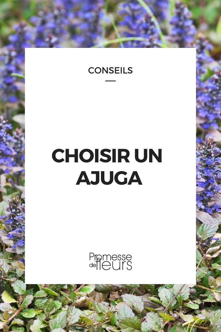 **Ajuga: guía de compra**  

La ajuga, también conocida como "búgula" o "consuelda media", es una planta tapizante muy apreciada por su follaje decorativo y sus flores vibrantes. Ideal para cubrir suelos, bordes de caminos o zonas sombreadas, esta planta perenne es fácil de cuidar y ofrece múltiples variedades para adaptarse a diferentes estilos de jardín.  

### Variedades populares  
- **Ajuga reptans 'Atropurpurea'**: Destaca por sus hojas de color púrpura oscuro y sus flores azules.  
- **Ajuga reptans 'Burgundy Glow'**: Presenta hojas tricolores en tonos burdeos, verde y crema.  
- **Ajuga reptans 'Chocolate Chip'**: Con hojas pequeñas y oscuras, perfecta para jardines de rocalla.  

### Consejos de cultivo  
- **Suelo**: Prefiere suelos húmedos y bien drenados.  
- **Exposición**: Tolera tanto el sol como la sombra parcial.  
- **Riego**: Mantén el suelo ligeramente húmedo, especialmente en verano.  
- **Mantenimiento**: Poda las hojas secas y divide las matas cada 2-3 años para evitar que se vuelvan invasivas.  

### Usos en el jardín  
- Cubresuelos en zonas sombreadas.  
- Bordes de caminos o macizos florales.  
- Combinaciones con otras plantas como hostas o helechos.  

La ajuga es una excelente opción para añadir color y textura a tu jardín con un mínimo esfuerzo. ¡Descubre nuestras variedades disponibles y elige la que mejor se adapte a tus necesidades!