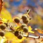 ¿Cuánto combatir el tigre del plátano?