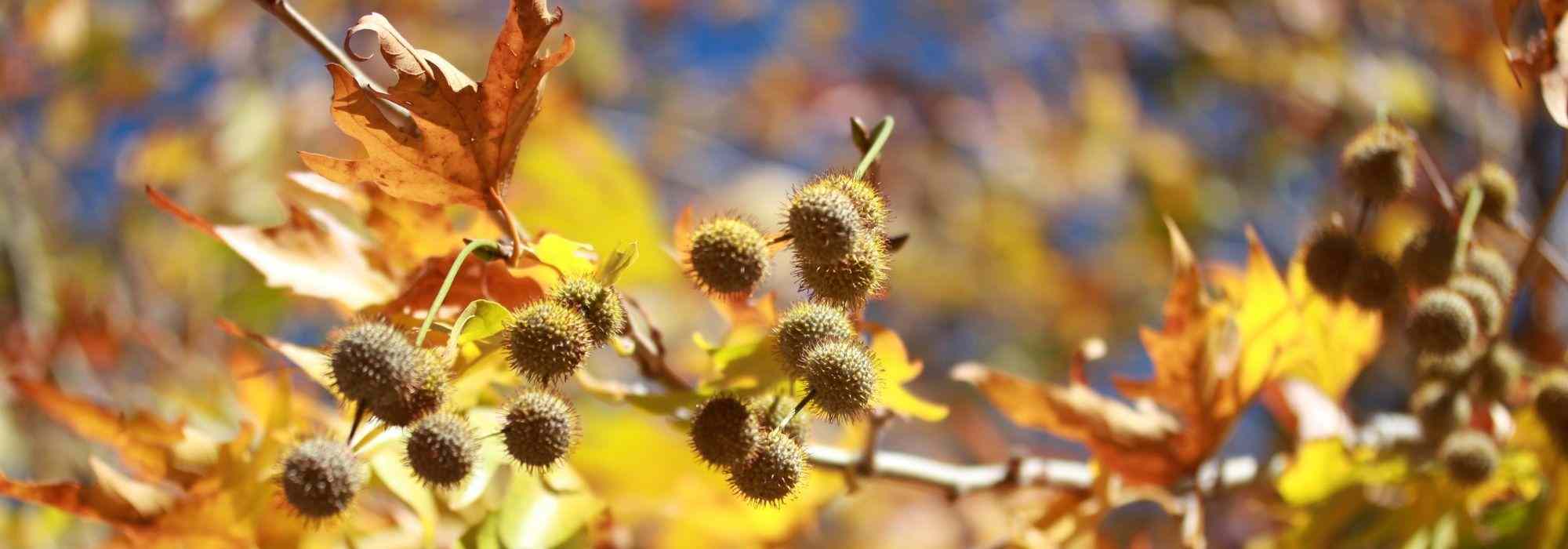 ¿Cuánto combatir el tigre del plátano?