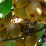 ¿Cómo diferenciar kiwi y mini kiwi?