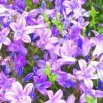 6 campanillas para bordillos