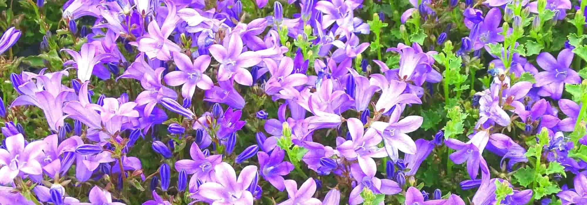 6 Campanillas de flores azul violeta