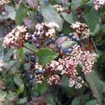 Enfermedades y parásitos del durillo