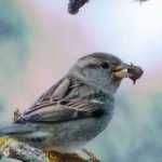 ¿Qué comen las aves de nuestros jardines?