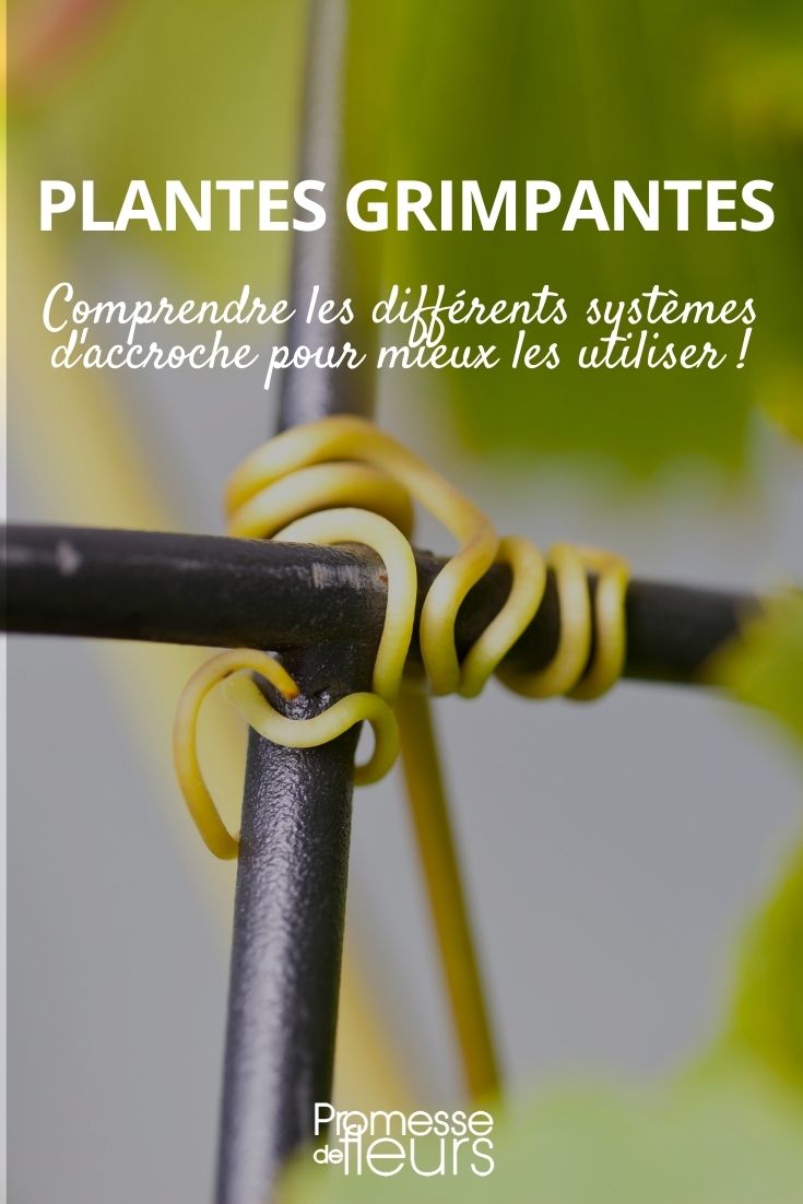 sistemas de sujeción de plantas trepadoras