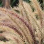 Inflorescencias plumosas