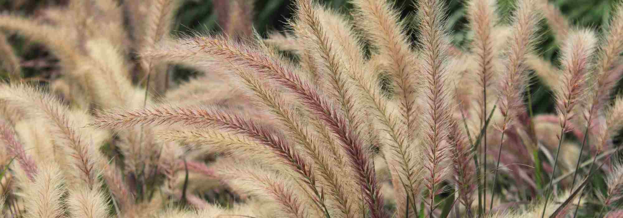 Inflorescencias plumosas