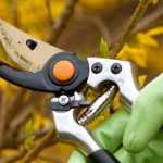 ¿Cómo podar severamente un arbusto?