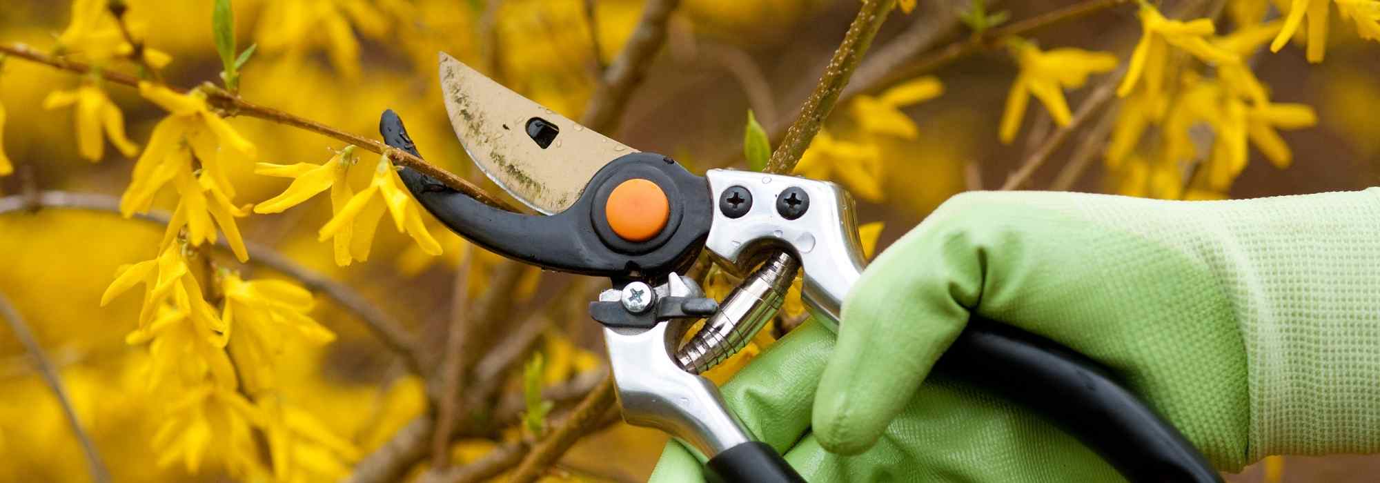 ¿Cómo podar severamente un arbusto?