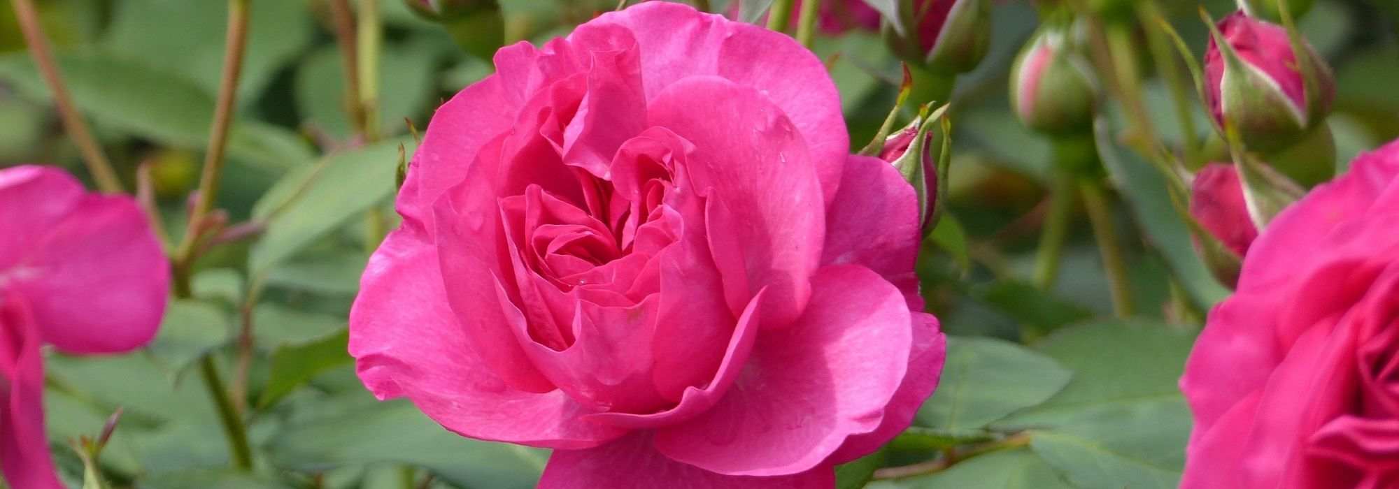 Los rosales Poulsen más bellos