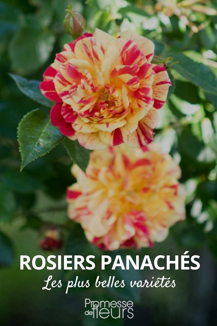 rosal bicolor o multicolor