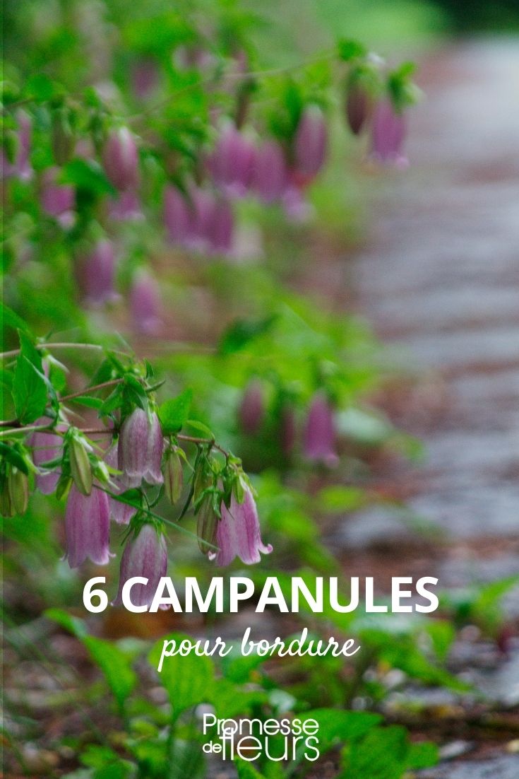campanulas para bordes