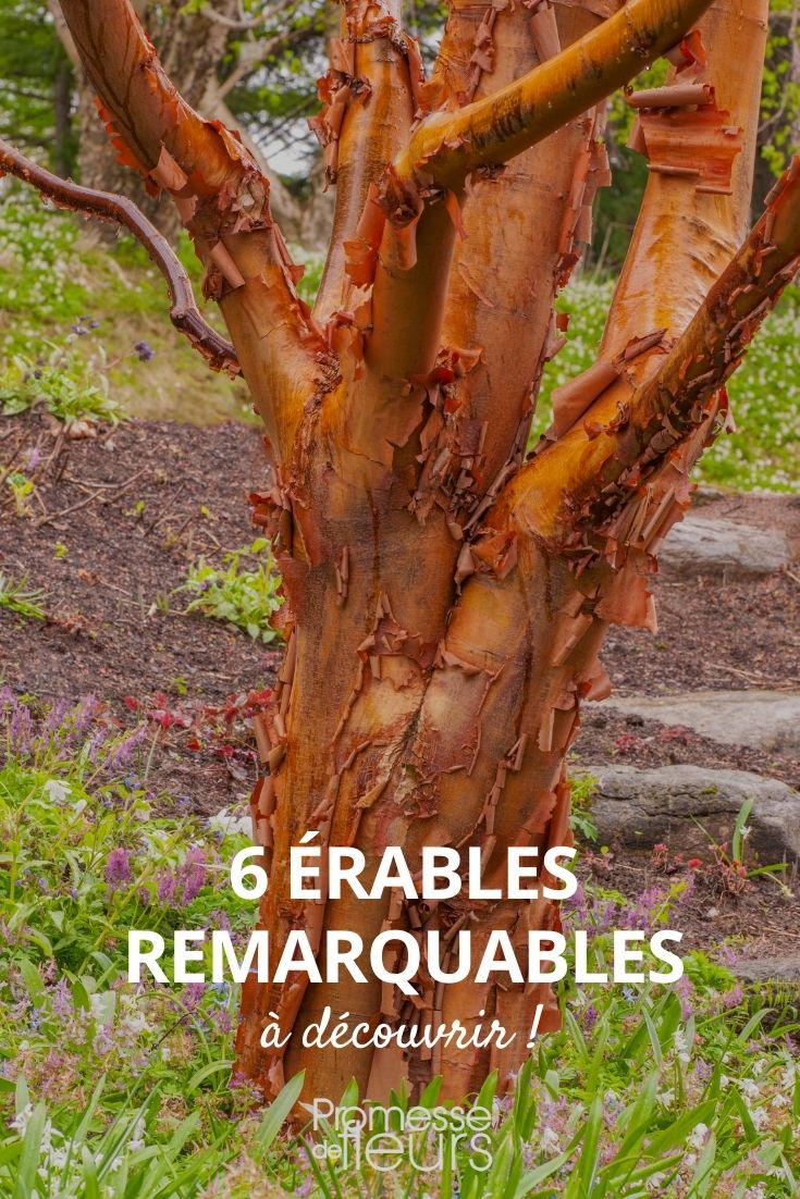 Nuestra selección de arces con cortezas hermosas o con colores otoñales espectaculares.