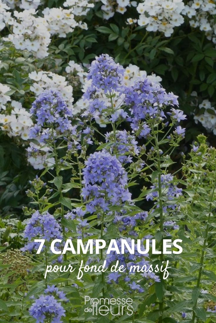 grandes campanulas para fondo de macizo