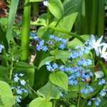 Brunnera: 5 ideas para asociaciones exitosas
