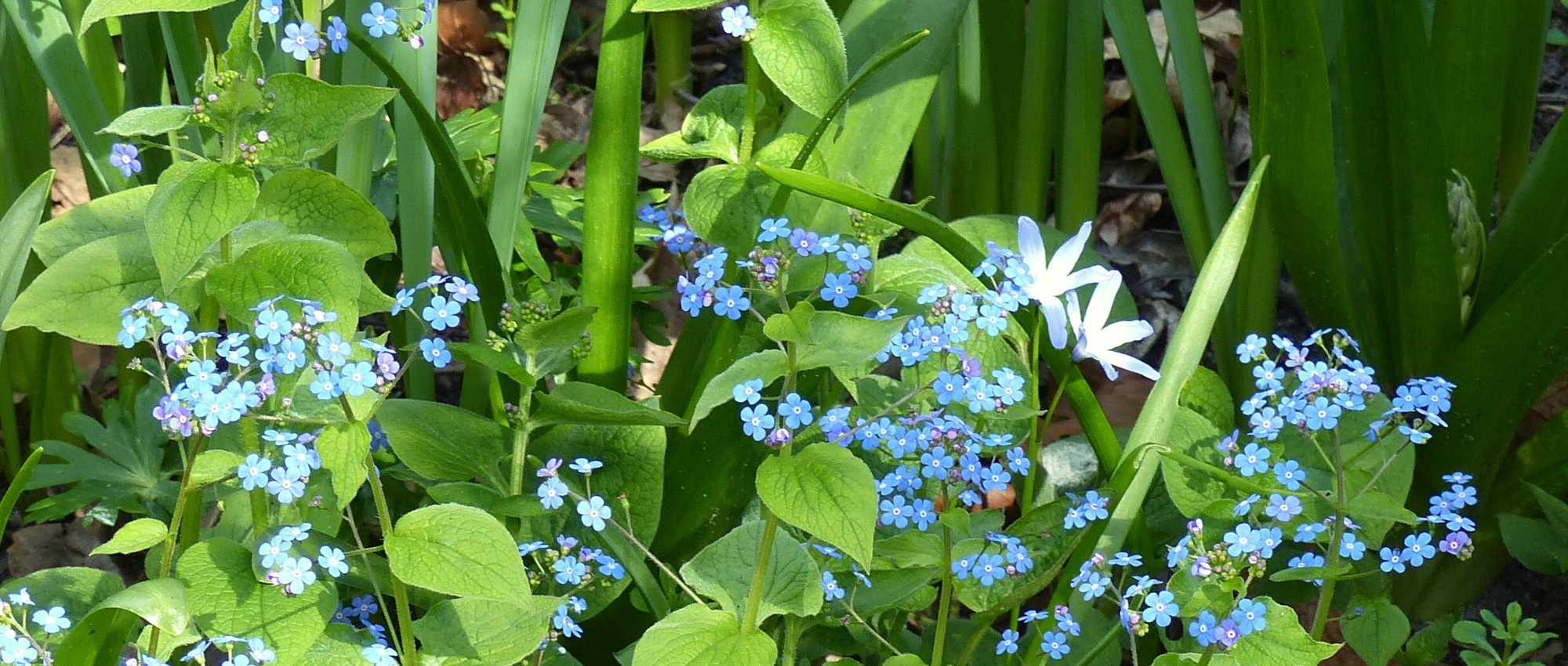 Brunnera: 5 ideas para asociaciones exitosas