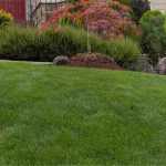 ¿Qué césped elegir?