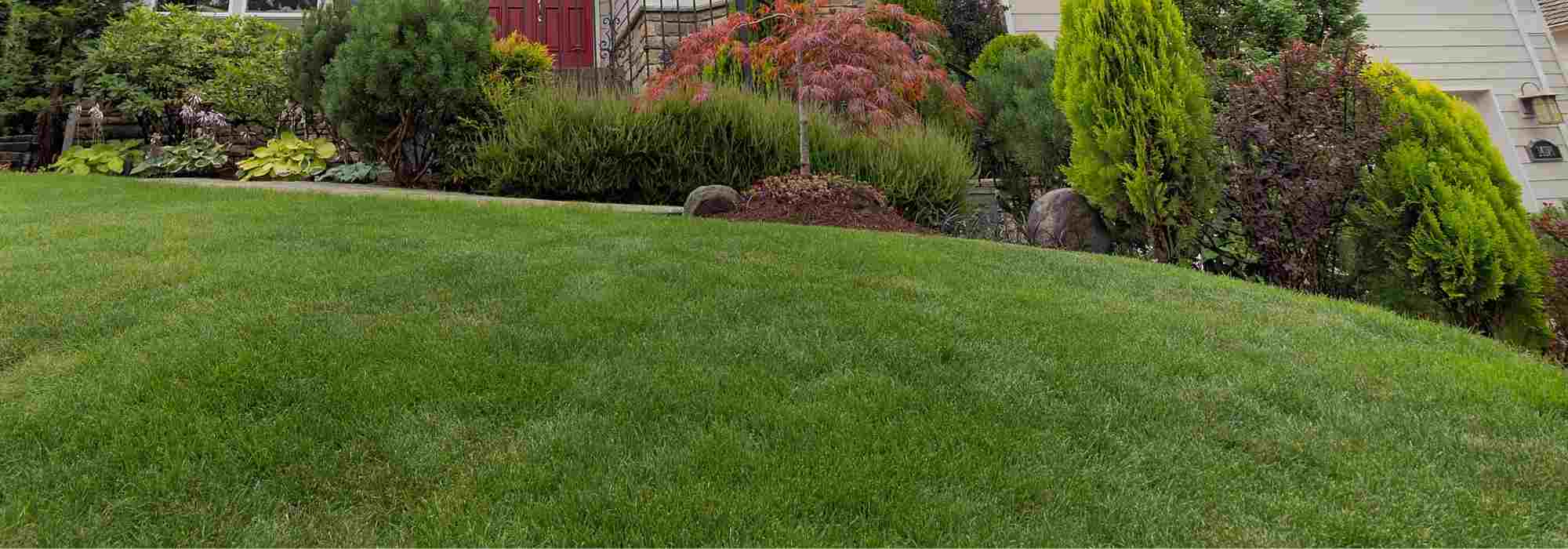 ¿Qué césped elegir?