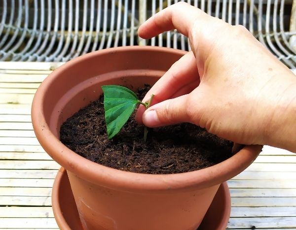 ¿Cómo hacer un esqueje de hibisco arbustivo?