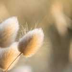 Plantas reconfortantes