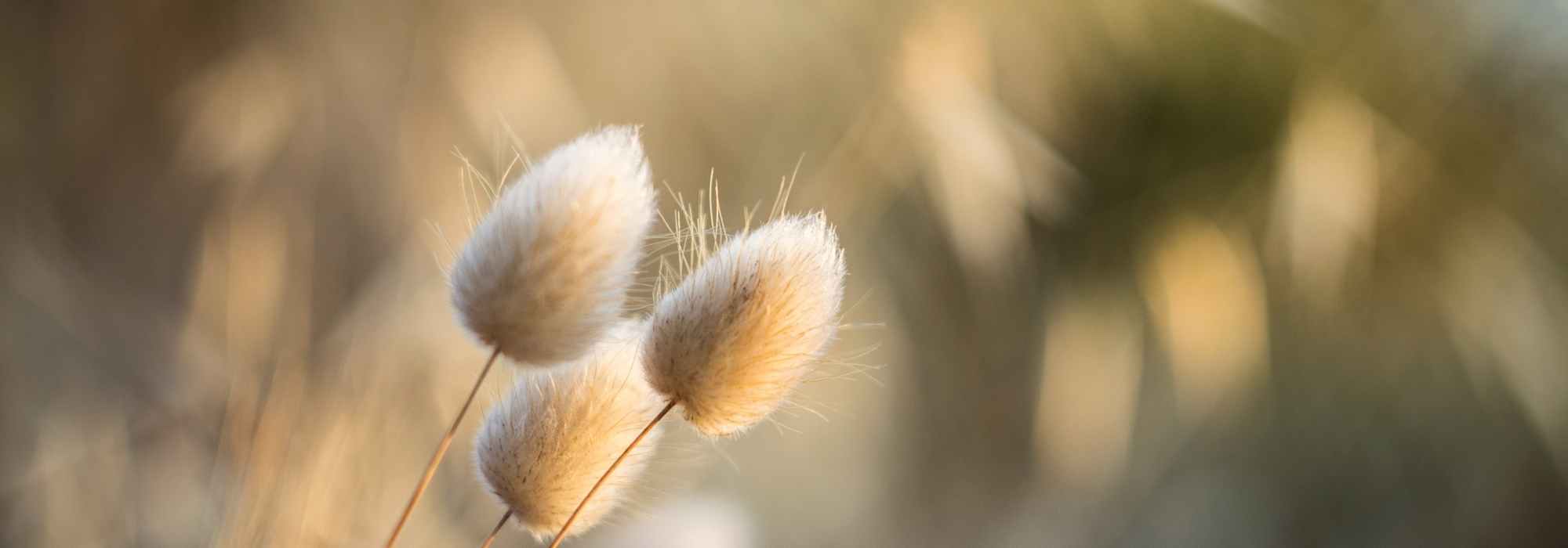 Plantas reconfortantes