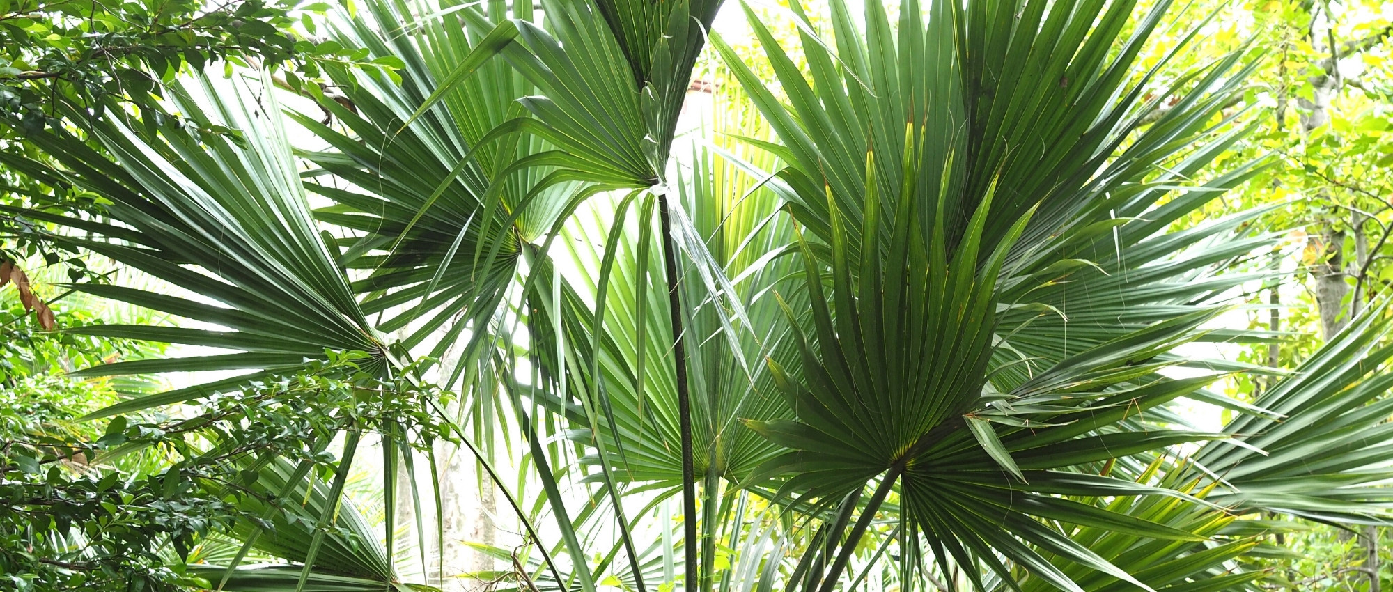 Sabal: plantar, cultivar y cuidar