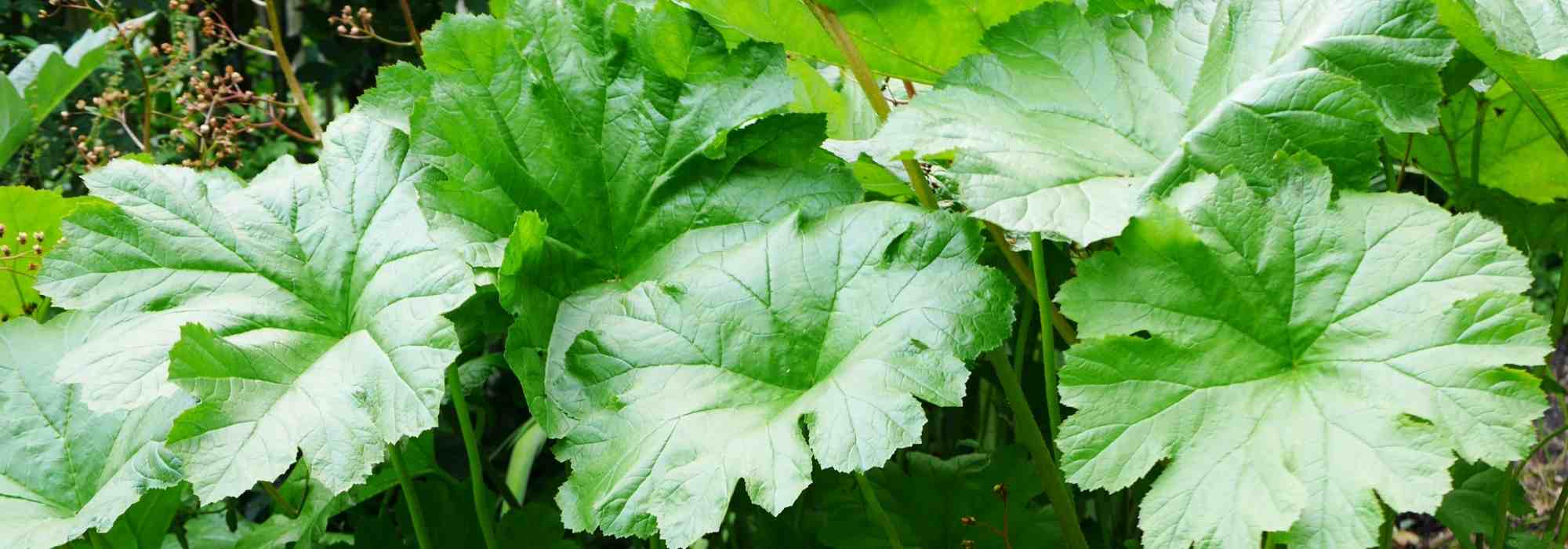 5 vivaces con follaje XXL