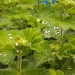 Combinar la alquemila