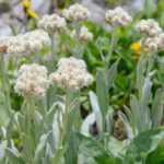 Anaphalis: 5 ideas de asociación