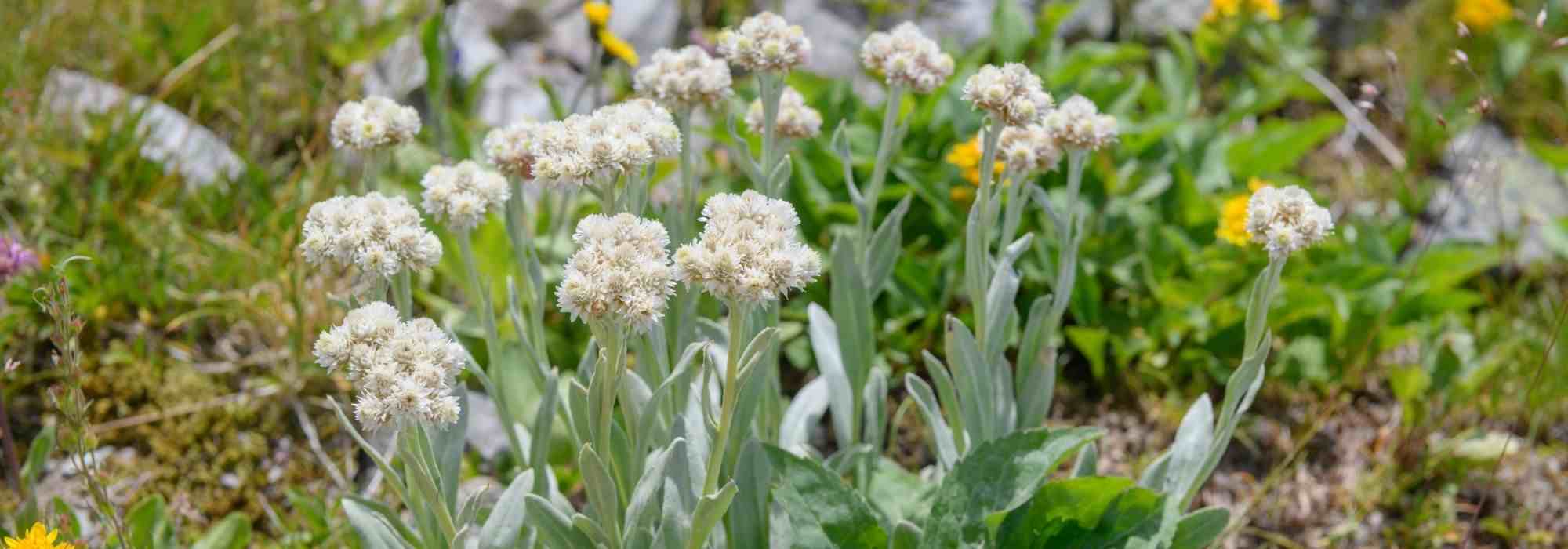 Anaphalis: 5 ideas de asociación