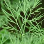 Cultivar eneldo en macetas