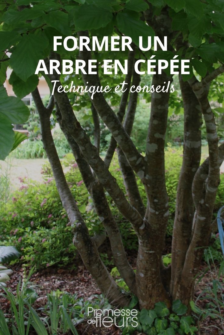 formar un árbol en cepa