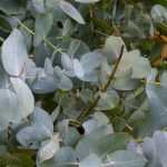 5 árboles perennes de crecimiento rápido