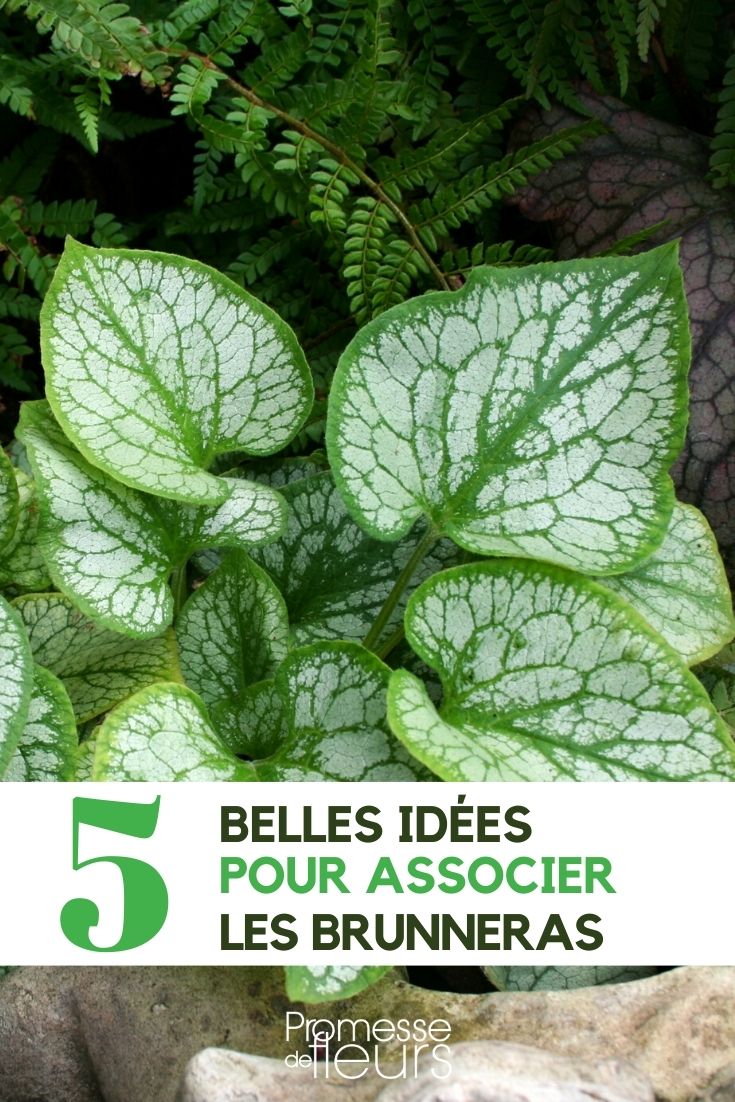 brunnera: 5 ideas de combinación