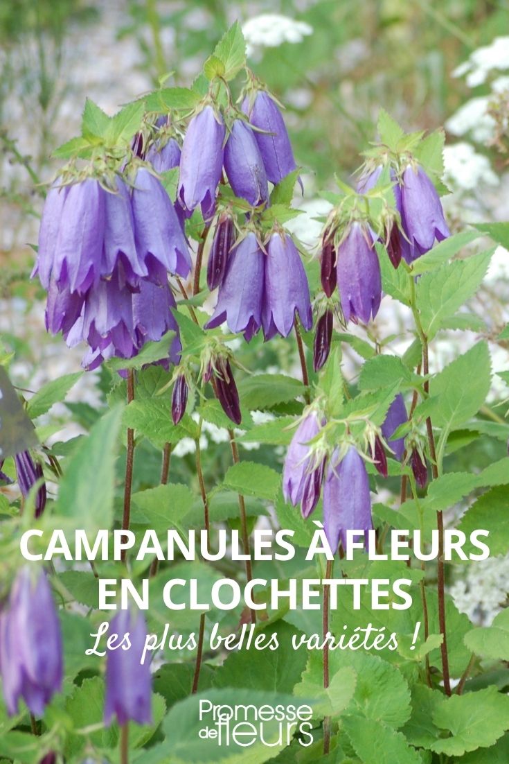 campanillas con flores en forma de campanita