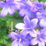 Cultivar campanilla en macetas